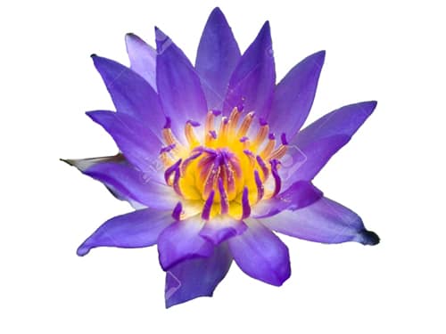 Lotus